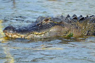 Closeup of the left-side of an alligator's head facing left, floating above the waterline, in...