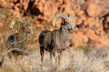 Desert Bighorn Sheep Ram in the Nevada Desert in winter