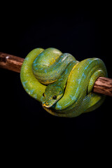 green python on a black background