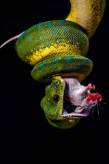 Green python eating a mouse on a black background