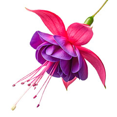 Flower on transparent background-6