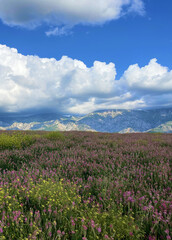 Obraz premium Blooming sainfoin field under mountains and clouds, background