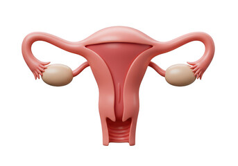 A 3D illustration of a female reproductive system, including the uterus, fallopian tubes and ovaries isolated on transparent background