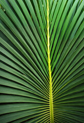 palm leaf texture natural tropical green leaf close up background