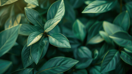 Obraz premium Lush green leaves create serene and calming atmosphere in nature. intricate details and textures of foliage enhance beauty of scene