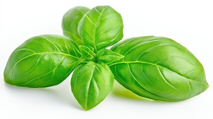 Fototapeta premium Fresh Green Basil Sprig, Vibrant Herb, Culinary Ingredient