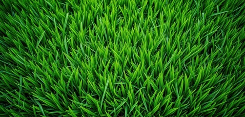 Lush, short green grass texture, ideal for background, grass texture, landscape