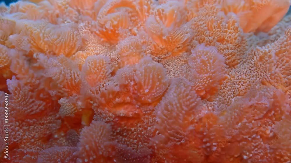 Poster close-up of vibrant orange red coral polyps underwater, showcasing intricate textures and patterns. 