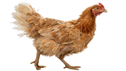 Fototapeta premium Full body chicken hen standing isolated transparent background