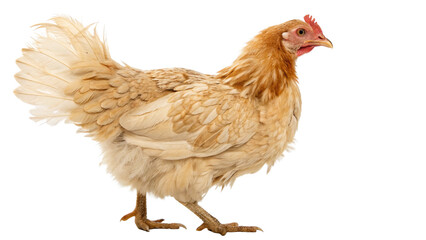 Fototapeta premium Full body chicken hen standing isolated transparent background