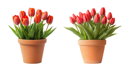 Clay vase pot with fresh red tulips flowers with green leaves isolated on a transparent background PNG