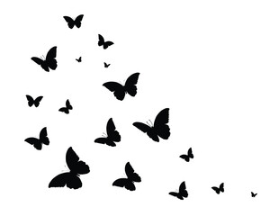 Obraz premium Black butterfly silhouettes. Outline butterflies romantic tattoo, tropical insects stencil. Summer and spring exotic symbols isolated vector set. Elegant wild flying moth of various shape