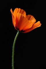 Fototapeta premium Delicate orange Californian poppy, vibrant petals, black background, plant, orange flower, high resolution