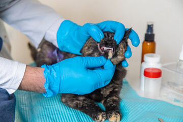 Veterinarian treats a cat. Selective focus.