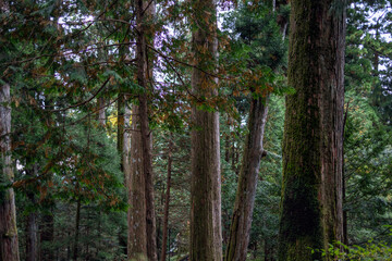 Obraz premium Towering cedar trees in a Japanese forest with textured bark vibrant green leaves and mossy surfaces standing in a dense woodland setting rich in biodiversity and natural beauty