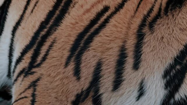 Majestic tiger fur texture moving in closeup sequence