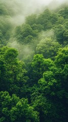 Misty green forest, lush foliage, tranquil scene.
