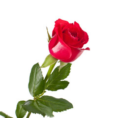 Fototapeta premium Single Red Rose Blooming with Transparent Background
