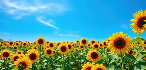 Fototapeta premium Vast sunflower field under a vibrant blue sky, flower, color