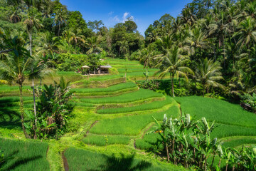 A stunning view showcasing vibrant terraced rice fields that are beautifully surrounded by lush...