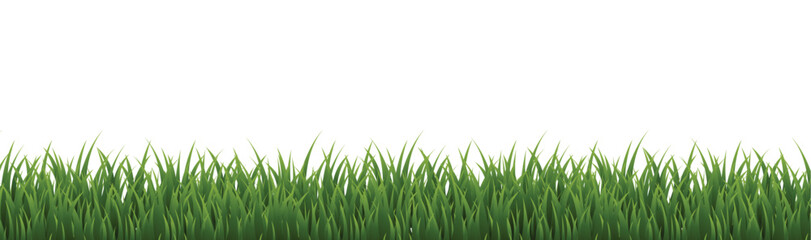 Fototapeta premium green grass isolated on white
