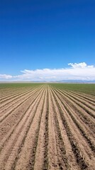 Rows of young plants, vast field, blue sky.