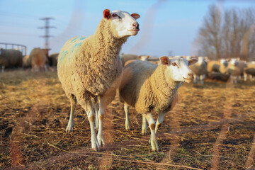 Fototapeta premium two sheep take grass from the farmer's hands and eat