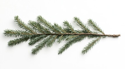 Obraz premium Balsam Fir Tree Tips: Green Needles of Nature's Christmas Branch