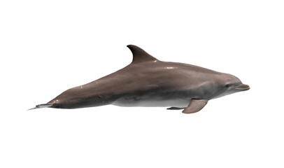 Dolphin swimming underwater with transparent background © Antonio Gravante