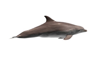 Dolphin swimming underwater with transparent background