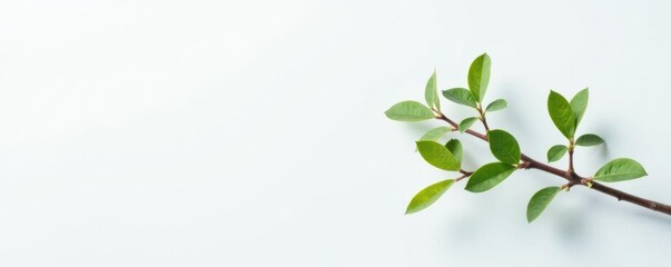 A bundle of small branches against a crisp white background, simple, branch, green