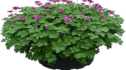 Lush Green Potted Plant Blooming With Pink Flowers in Vibrant Outdoor Garden Setting
