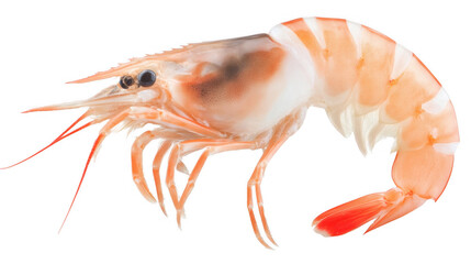 A detailed, isolated image of a fresh shrimp showcasing its vibrant colors and intricate features on a transparent background.