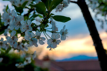 tree in the sun