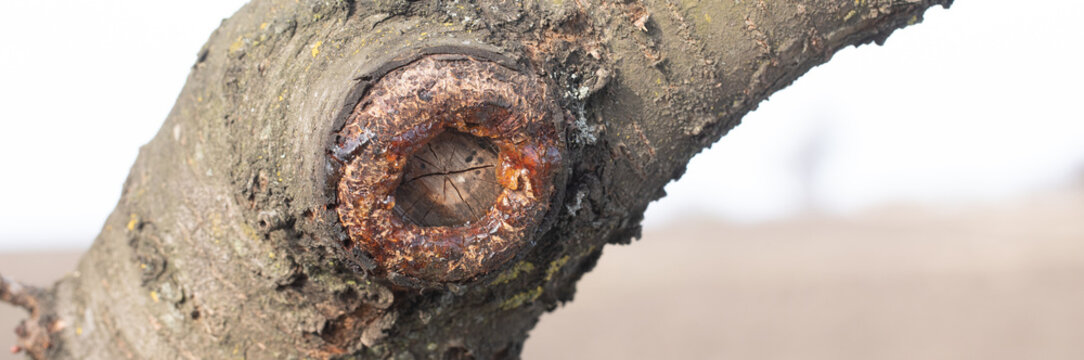 Resin oozing from a tree branch wound, showing tree's natural defense mechanism