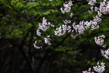 春爛漫満開