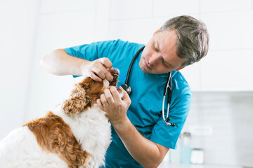 Dental exam performing by a veterinarian to determine the pet dog's teeth health. Animal healthcare...