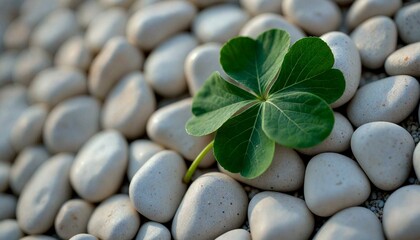 Pristine Shamrock Leaf on White Pebbles