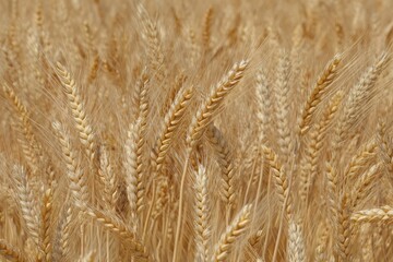 Fototapeta premium A close up view of a field of wheat with golden heads ready for harvest in the sunlight