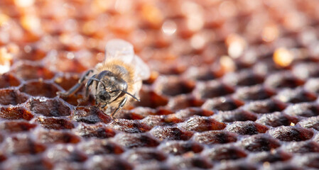 Honey bee crawling on honeycomb working in beehive