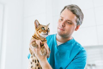 Cute cat at animal vet clinic