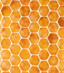 Close up of empty honeycomb showing its intricate hexagonal structure
