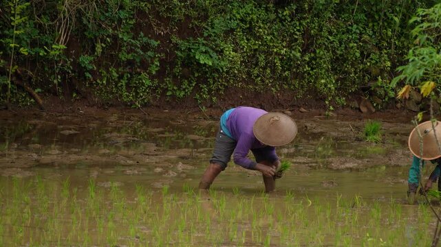 Indonesian female farmers are planting rice seedlings in muddy fields. Javanese Rural scene, paddy terrace in Yogyakarta village.
