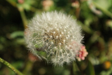 dandelion
