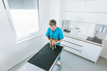 Veterinarian checking the health of a beautiful cat, by listening to the heart and lungs with a stethoscope. Veterinary examination concept.