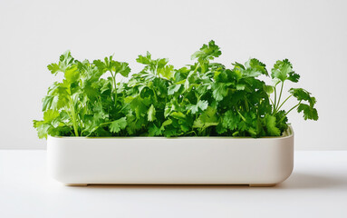 Fototapeta premium Fresh green coriander growing in smart indoor garden pot