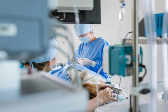 Female veterinary surgeon suturing the wound after dog cancerous tumor removal procedure in an animal hospital operating room.