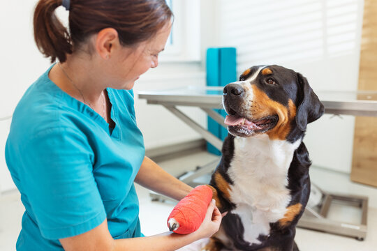 A veterinarian gently wraps a red cast around a happy dog paw in a well-lit examination room. The dog looks calm and content, enjoying the attention from the vet.