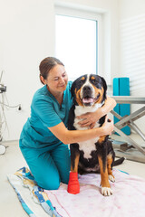Portrait of veterinarian in scrubs examines a large dog with a red bandage on its paw, in a clean and modern clinic setting during a routine checkup