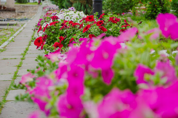 Petunia flowers pink and red decorate gardens